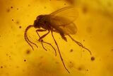 Four Detailed Fossil Flies (Diptera) In Baltic Amber #150723-3